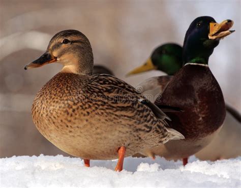 Duck On Snow Stock Image Image Of Snow Motion Feather 4249151