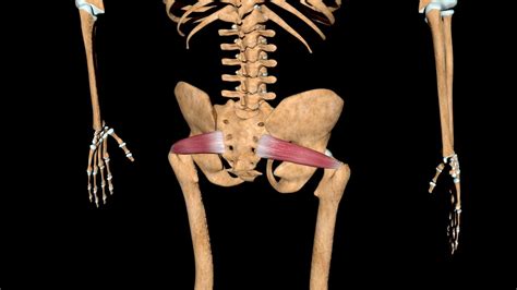 Piriformis Syndrome Path To Wellness Integrated Health Fort Worth TX