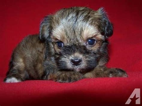 Shih Tzu Poodle Mix Puppies Highland Ca Pennysaverusa M5xeu Poodle