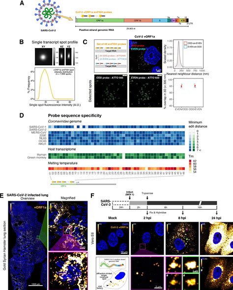 New Insights Into Transmissibility Of Covid 19 Variants And