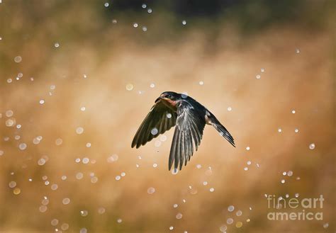 Swallow In Rain Photograph By Robert Frederick Fine Art America