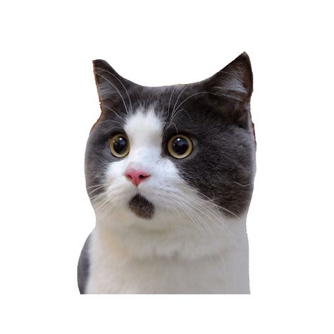 Banye Surprised Cat Transparent Png Stickpng