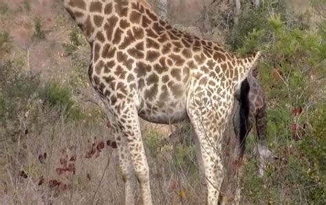 video entire giraffe birth captured on camera in the wild reproduction earth touch news