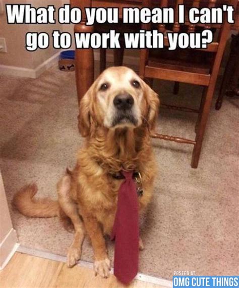 Funny Work Quotes With Dogs Quotesgram