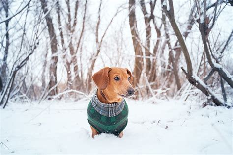 Fortunately, there are several ways to protect your dog's paws this winter. 5 Reliable Ways To Protect Your Dachshund's Paws This ...