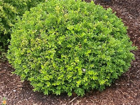 Baby Gem Boxwood On Sale The Planting Tree