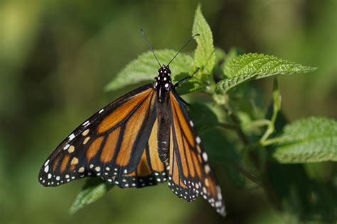 Feds To Delay Seeking Legal Protection For Monarch