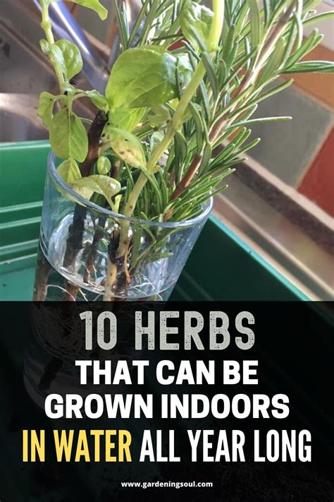 Herbs That Can Be Grown Indoors In Water All Year Long