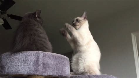 Kittens Playing With Their Siblings Youtube