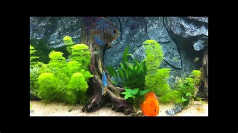 World discus fish portal, ankara. Discus Aquarium 1500L - YouTube