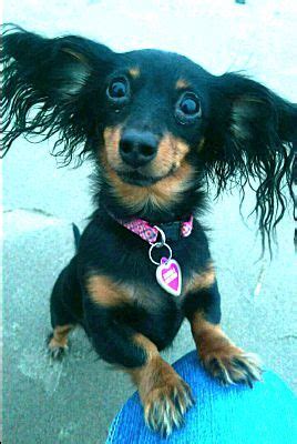 Petco's welcome to the family new pet parent starter guide provides new pet parents substantial benefits with. Portland, OR - Dachshund. Meet Ramona a Pet for Adoption ...