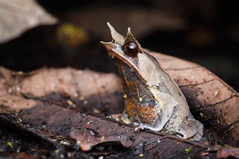 Long Nosed Horned Frog Megophrys Nasuta