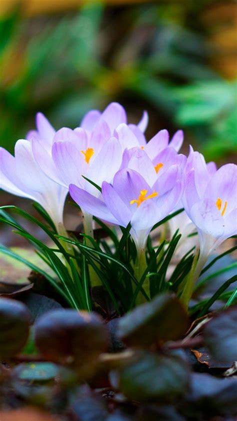 9 Wonderful Spring Flowers Wallpaper 1080p For Your Android Or Iphone