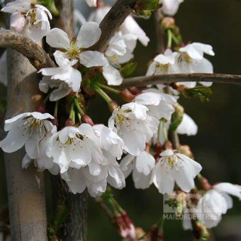 Prunus Snow Showers Weeping Cherry Tree Flowering Cherry Tree