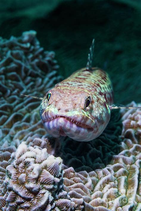 Reef Lizardfish Photograph By Georgette Douwma Science Photo Library Pixels