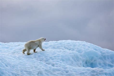 Greenland Polar Bears Are Adapting To Climate Change Earthorg