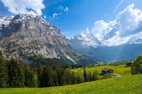 Alpine Meadow With Alps Mountains In Grindelwald Village In Switzerland