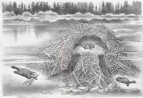 They sleep, stay warm, raise their young, and protect themselves from predators. Beaver lodge clipart 20 free Cliparts | Download images on ...