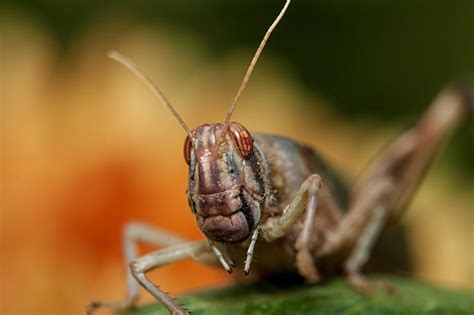 Brown Grasshopper Macro Photo Free Image Download