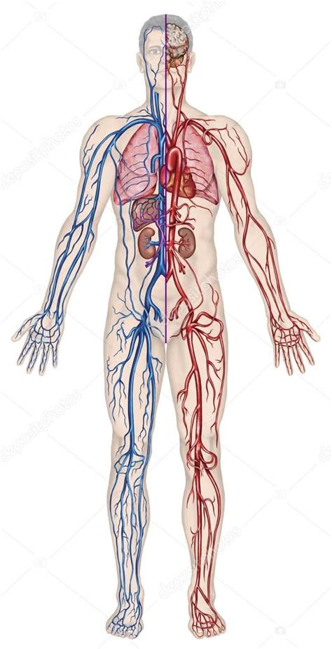 Menschlichen Blutkreislauf Didaktische Vorstand Der Anatomie Des
