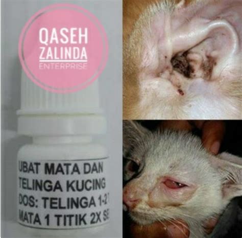 Kloraxin ubat sakit mata untuk kucing yang mujarab. Ubat Untuk Telinga Kucing Bernanah - Jurupulih m