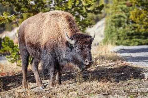 Young American Bison Grazing In Yellowstone National Park Usa Stock