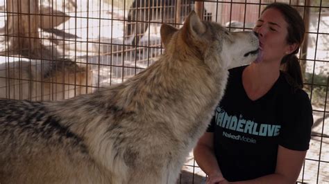 Kissed By A Wolf Wolfwood Refuge Colorado Youtube