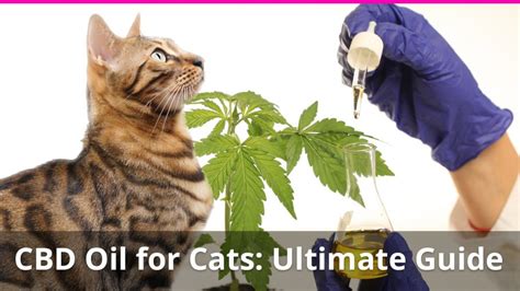 I've noticed that using the cbd oil on him has calmed him down significantly. CBD Oil for Cats: The Ultimate Guide with Expert ...