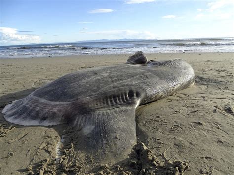Rare Sea Creature Washes Ashore In Southern California