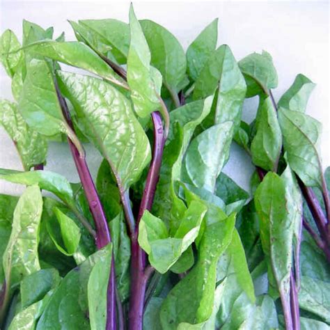 Malabar Spinach Red Horticultural Consultancy