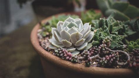 Succulents and cacti are fun to grow indoors and outdoors. Here's How You Should Be Watering Your Succulents