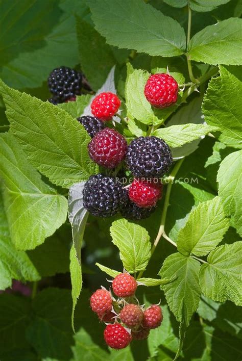 Berry Bush Black Raspberries Munger Rubus Berries Red And Black