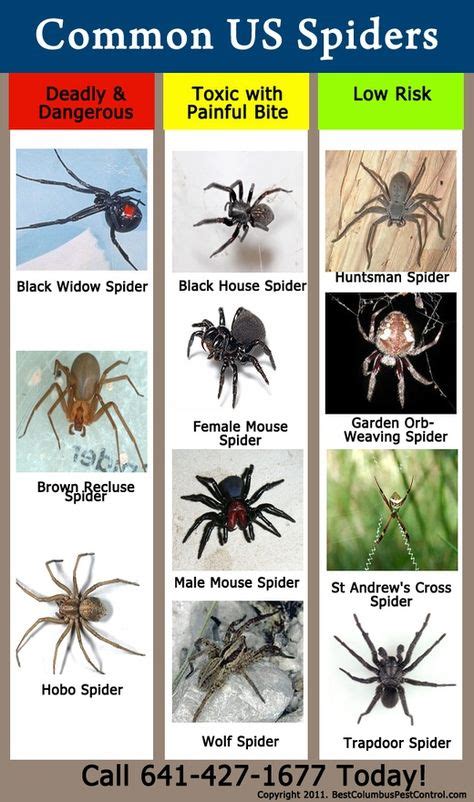 Usa Common Spider Identification Chart Spiders In North America