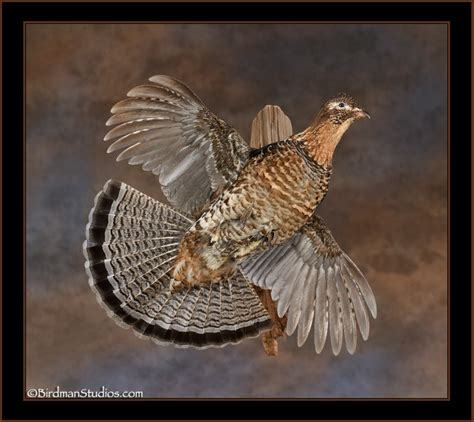 Stunning Ruffed Grouse Mounts Game Birds Exceptional Quality