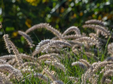 What makes a karley rose different from other rose bushes? Feines Federborstengras 'Karley Rose' - Pennisetum ...
