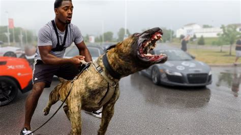 10 Most Intimidating Dogs To Frighten Intruders Youtube