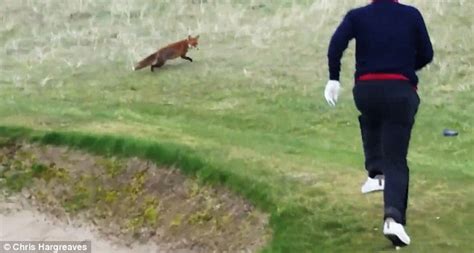 hilarious moment cheeky fox steals golfer s wallet from bag and then runs off with it daily