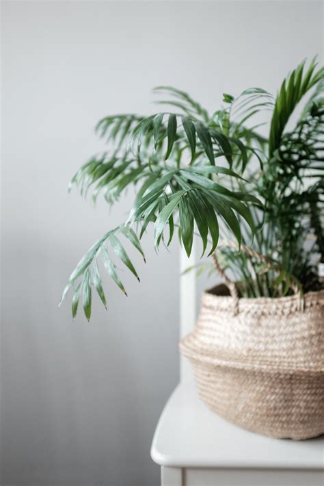 12 Common Houseplants Safe For Cats That Filter Your Air In 2021