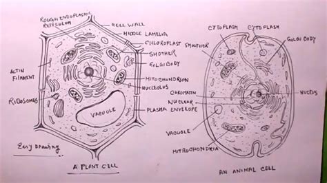 Plant Cell Diagram Step By Step Simple Functions And Diagram
