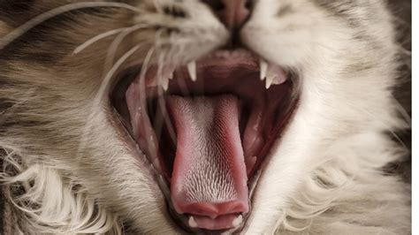 Lengua De Gato Una Verdadera Maravilla Blog Felinus