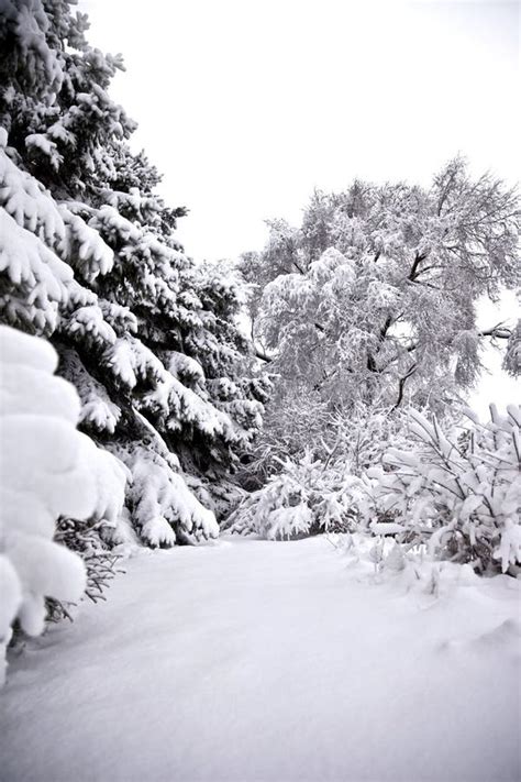 Winter Wonderland Trees Covered With Snow Stock Photo Image Of