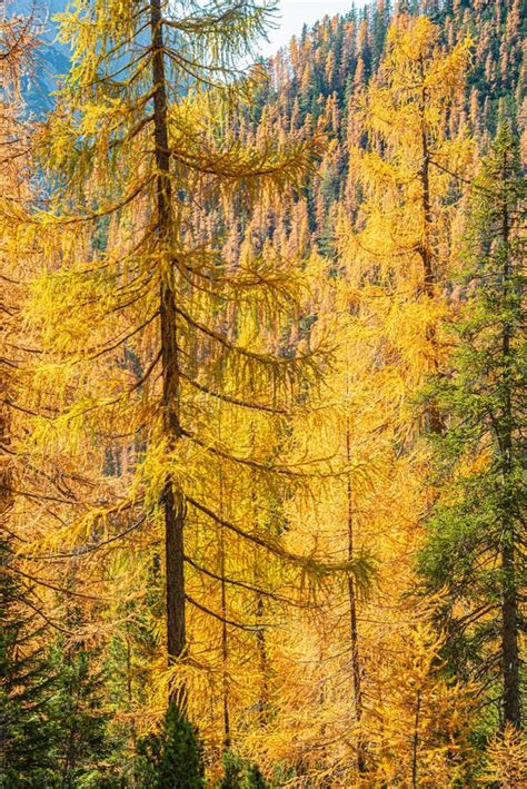 Magical Nature In Dolomites At The National Park Three Peaks Tre Cime