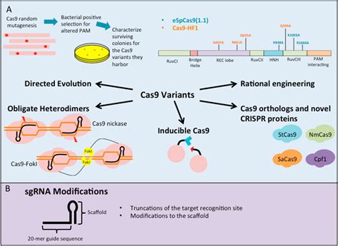 Targeting Specificity Of The Crisprcas9 System Acs Synthetic Biology