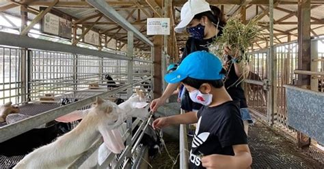Half Day Farm Tour To Hay Dairies Goat Farm Sungei Buloh Wetland