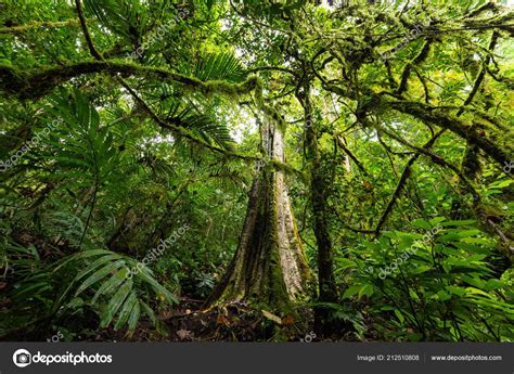 Lush Undergrowth Jungle Vegetation Dense Rainforest Munduk Bali Island