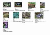 Landscape Plants With Names Pictures