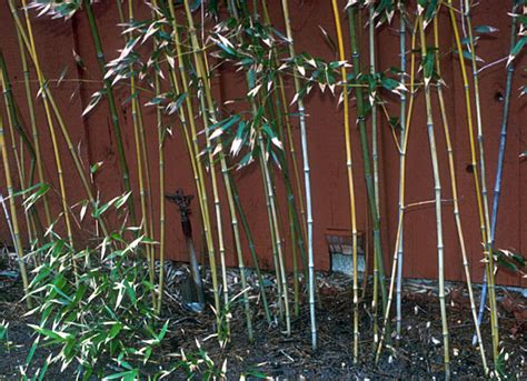 Bamboo Grass Rutgers Njaes