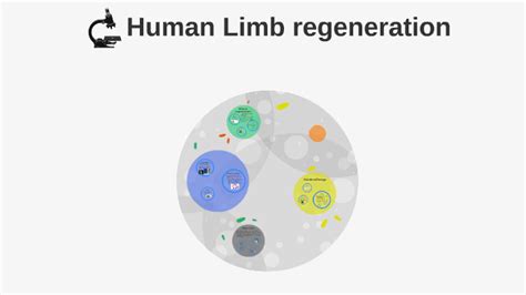 Human Limb Regeneration By Amber Fang