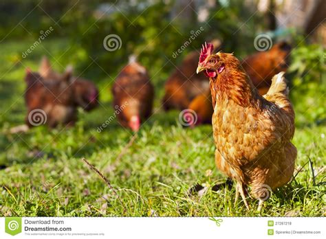 Flock Of Chickens Stock Photo Image Of Feather Farmer 27287218