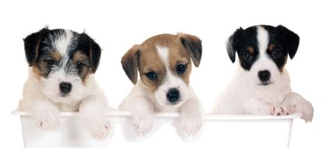 We have no puppies available at this time. The Cost of a Parson Russell Terrier (with Calculator ...